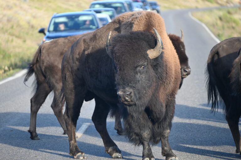 Yellowstone (nord-est du parc)